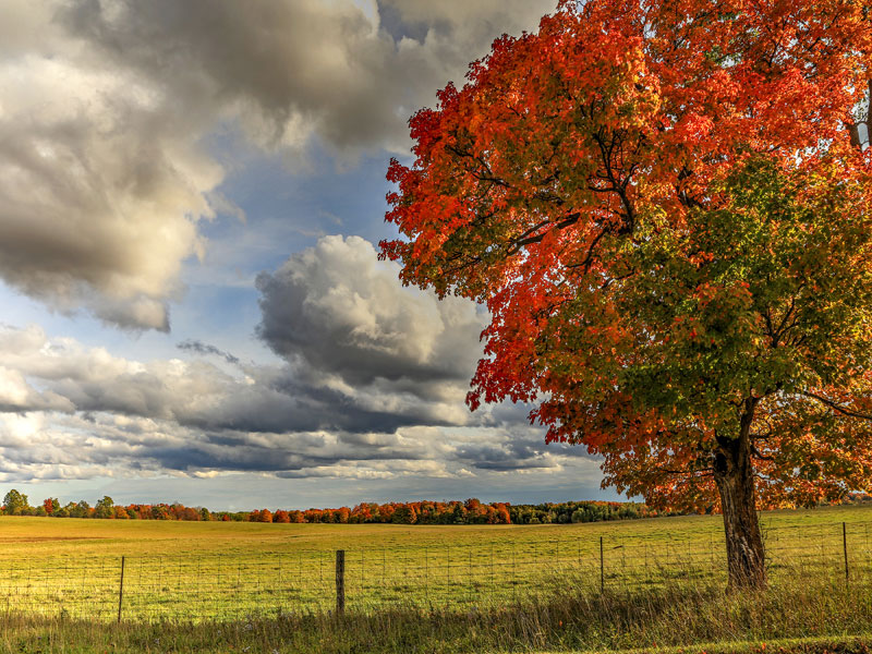 Autumn Tree by Ken Solilo