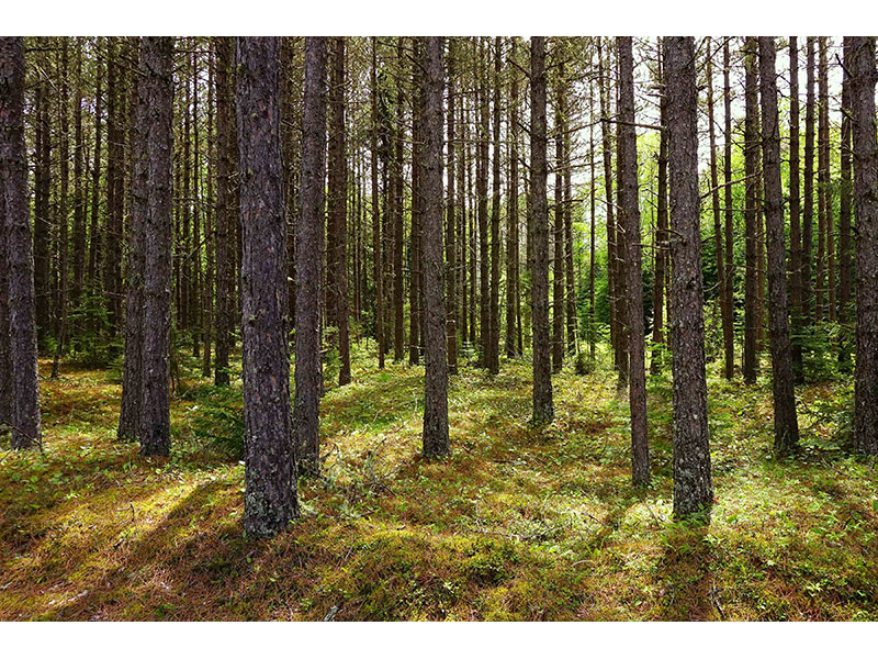 Neys Pines by Ken Solilo